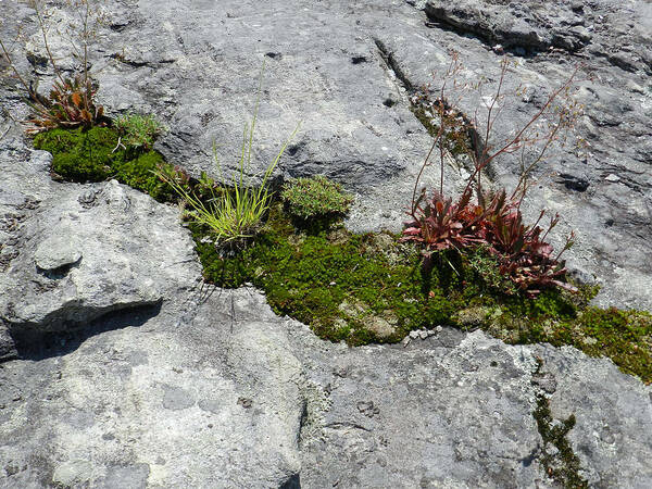 Nature Art Print featuring the photograph Life on the Mountain by Deborah Ferree