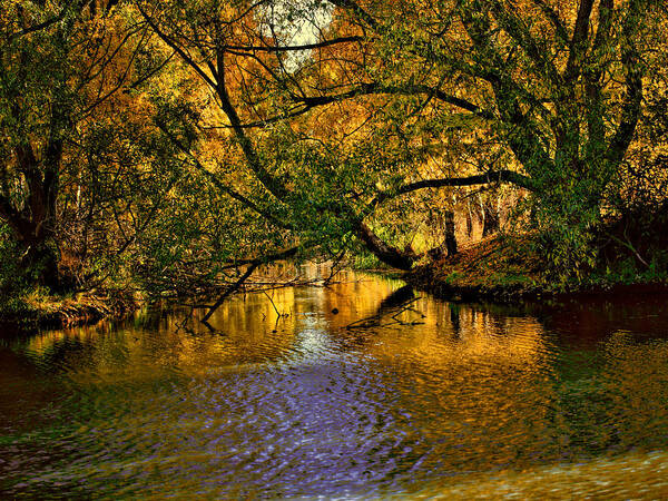 Light Art Print featuring the photograph Light in the trees by Leif Sohlman