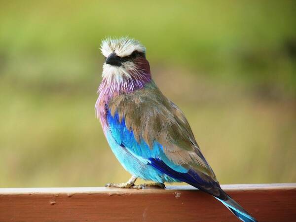 Lilac Breasted Roller Art Print featuring the photograph Lilac Breasted Roller by Tony Murtagh