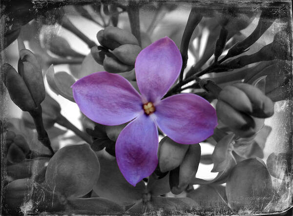Lilac Art Print featuring the photograph Lilac by Dark Whimsy