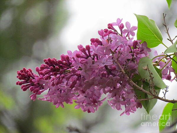 Flowers Art Print featuring the photograph Lilacs by Lili Feinstein