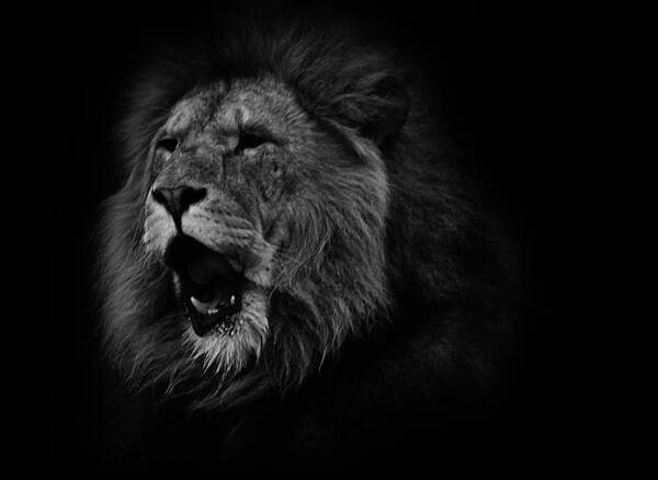 Lion. Lions. Roar Art Print featuring the photograph Lions Roar by Martin Newman