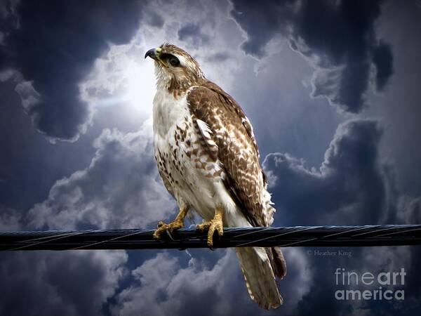 Hawk Art Print featuring the photograph Listening to Gaia by Heather King