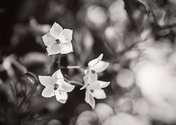 White Flower Art Print featuring the photograph Little White Flowers by April Reppucci