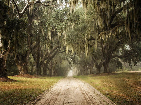 Live Oak Allee' Art Print featuring the photograph Live Oak Allee' on a Foggy Morn by Sandra Anderson