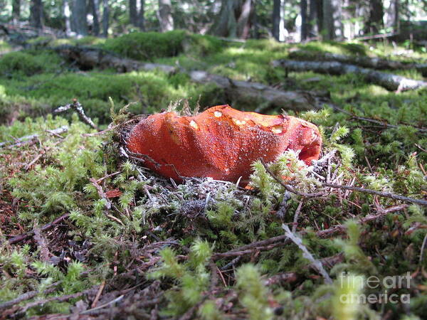 Lobster Art Print featuring the photograph Lobster Mushroom by Leone Lund