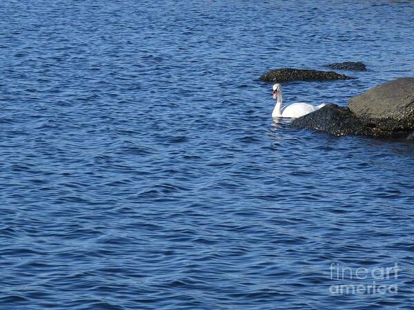 Swan Art Print featuring the photograph Lone Swan by Tammie Miller