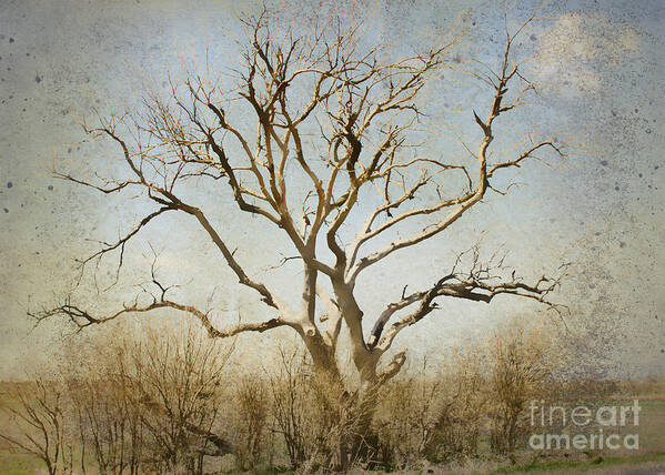 Tree Art Print featuring the photograph Lonely by Betty LaRue