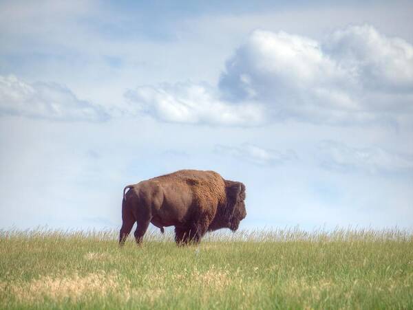 Prairie Art Print featuring the photograph Lonely Prairie by HW Kateley
