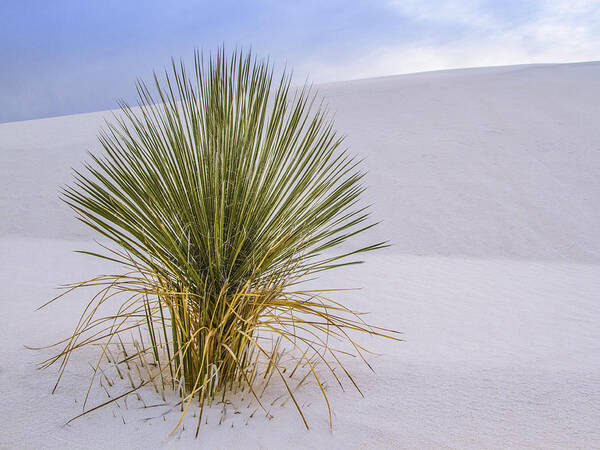 Jean Noren Art Print featuring the photograph Lonely Yucca Plant in White Sands by Jean Noren