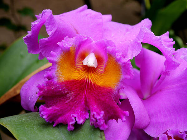 Longwood Gardens Art Print featuring the photograph Longwood Gardens - Orchid 2 by Richard Reeve