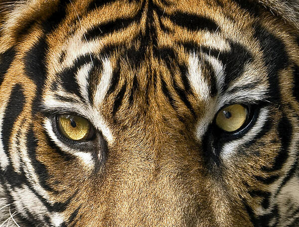 Tigers Art Print featuring the photograph Look into my eyes by Gary Neiss