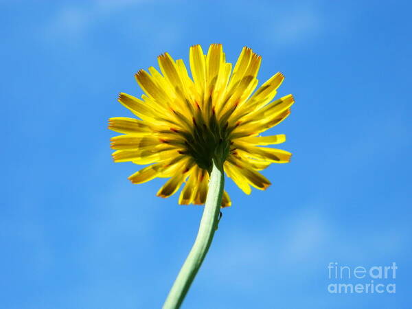 Yellow Art Print featuring the photograph Look up to the sky by Andrea Anderegg