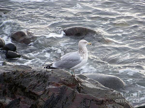 Sea Gulls Art Print featuring the photograph Seagull on the Rocky Coast by Eunice Miller