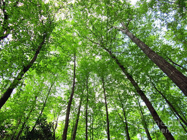 Trees Art Print featuring the photograph Looking Up at the Treetops by Cynthia Clark