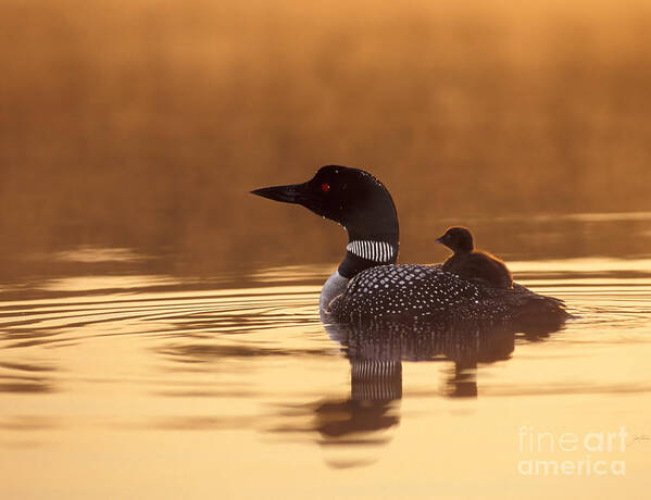 Birds Art Print featuring the photograph Loon with Chick at Dawn by Jim Block