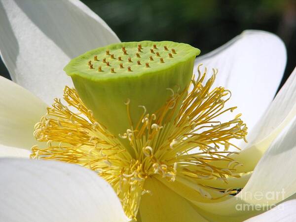 Lotus Art Print featuring the digital art Lotus Flower with Pod by Eva Kaufman