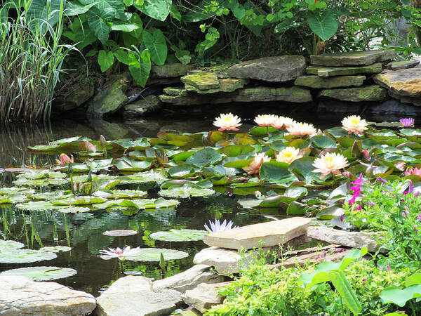  Lotus Pond Art Print featuring the photograph Lotus Pond by Tom Hefko