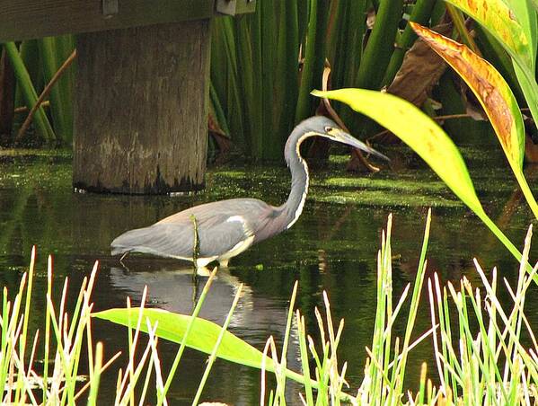 Florida Art Print featuring the photograph Louisiana Heron by MTBobbins Photography