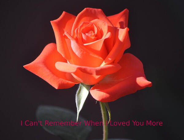 Flower Art Print featuring the photograph Loved You More by Jay Milo