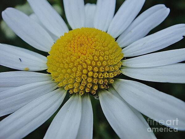 Flower Art Print featuring the photograph Lovely flower in white and yellow by Karin Ravasio