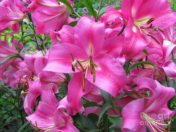 Lilies Art Print featuring the photograph Lovely Lilies by Elizabeth Dow