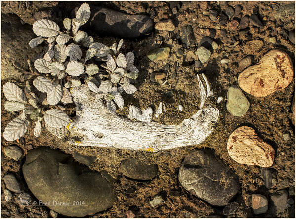 Bone Art Print featuring the photograph Lynx Jaw by Fred Denner