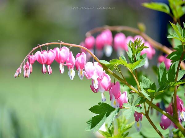 Pink Heart-shaped Flowers Art Print featuring the photograph Lyre flower by Sonali Gangane