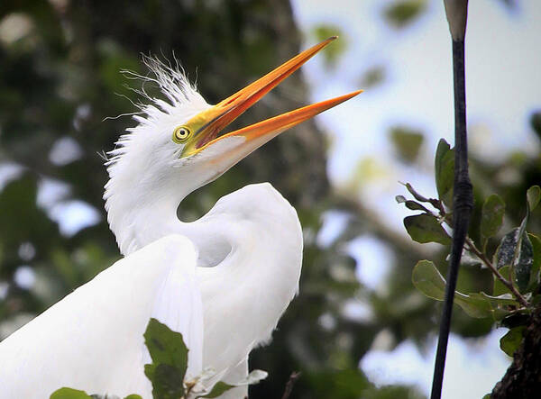 Egret Art Print featuring the photograph Maaaa by Dorothy Cunningham