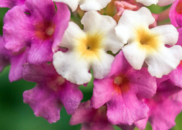 Background Art Print featuring the photograph Macro Lantana Camara by Traveler's Pics