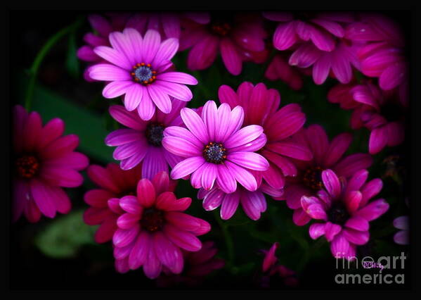 Magenta Floral Art Print featuring the photograph Magenta Floral by Patrick Witz
