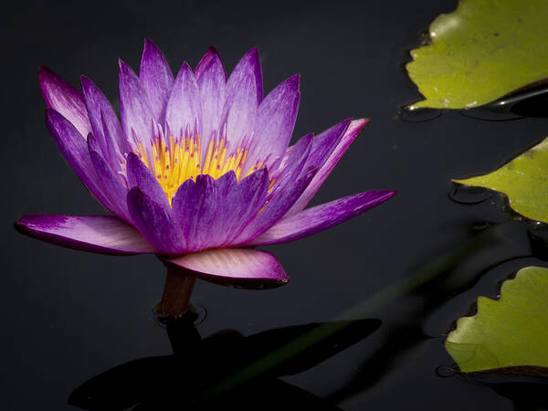 Water Art Print featuring the photograph Magenta WaterLily by Jean Noren