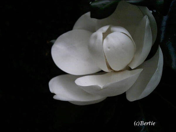 Photography Art Print featuring the photograph Magnolia by Bertie Edwards