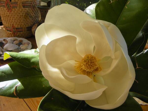 Photography Art Print featuring the photograph Magnolia by Nancy Kane Chapman