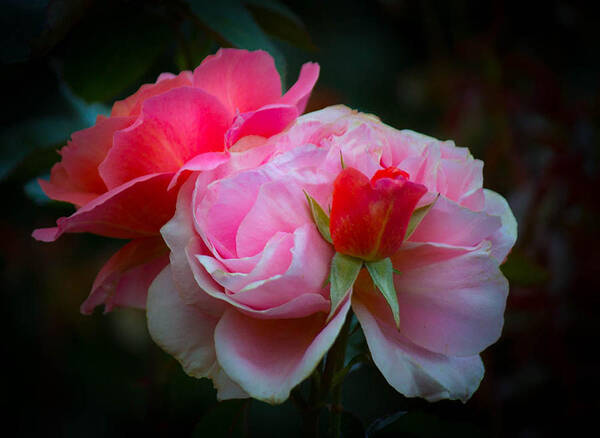 Pink Art Print featuring the photograph Maiden Mother Crone by Patricia Babbitt