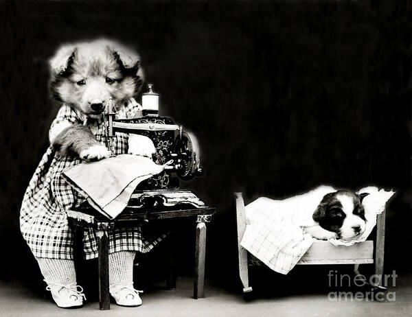 Animal Portrait Art Print featuring the photograph Making Babys Clothes 1914 by Science Source