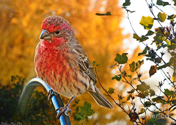 Nature Art Print featuring the photograph Male finch in Autumn Leaves by Debbie Portwood