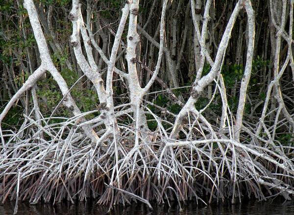 Trees Art Print featuring the photograph Mangrove Roots by Rosalie Scanlon