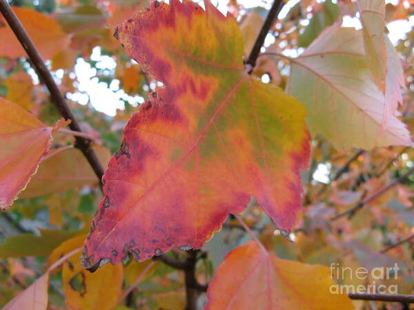 Maple Leaf Art Print featuring the photograph Maple Leaf Autumn by Mars Besso