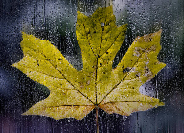 Autumn Art Print featuring the photograph Maple Leaf in the Morning Rain by Don Schwartz