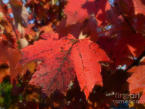 Maple Art Print featuring the photograph Maple Leaves in Autumn Red by MM Anderson