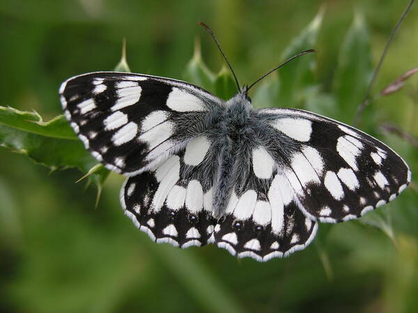 Butterfly Art Print featuring the photograph Marbled white by Ron Harpham