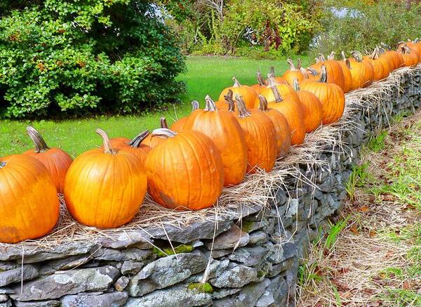 Autumn Art Print featuring the photograph March of the pumpkins by Janice Drew