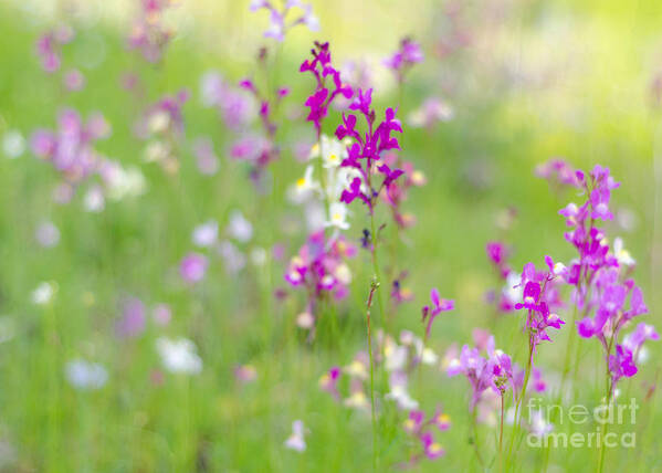 Pink Art Print featuring the photograph Meadow of Pink II by Tamara Becker