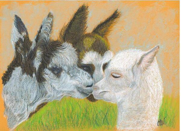 Alpaca Art Print featuring the drawing Meeting Uncle Al by Carol Wisniewski