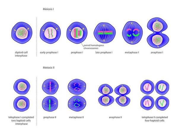 Molecular Compass for Cell Division Science Art Print on Paper Canvas Biology, Mitosis, Brain Development, Vintage, RNA, PhD Acrylic