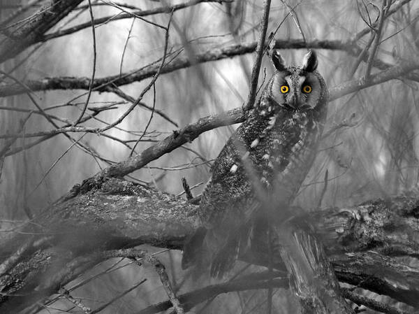 Melissa Peterson Nature Photography Long-eared Owl Long Eared Owls Woods Forest Swamp Swamps Spring Springtime Yellow Eyes Birds Animals Animal Predator Predators Black And White Dramatic Wildlife Wild B&w Sitting Portrait Raptor Raptors Feathers Up Close Ear Ears Creature Creatures Outdoors Outdoor Birding Birder Hunter Nocturnal Bird Of Prey Photo Carnivore Perching Watching Natural Habitat Brush Cyrus Minnesota West Central Amazing North America Typical Erect Tufts Migratory Thickets Thicket Art Print featuring the photograph Mesmerizing Eyes by James Peterson