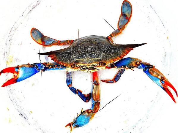 Crab Art Print featuring the photograph Mess with me............Sold. by Antonia Citrino
