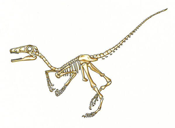 Microraptor Art Print featuring the photograph Microraptor Dinosaur Skeleton by Natural History Museum, London/science Photo Library