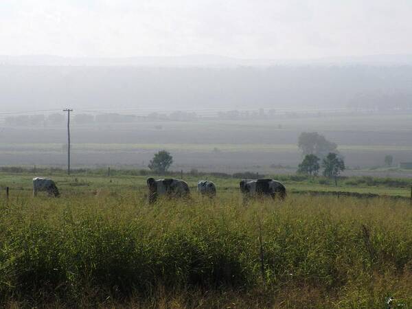 Cows Art Print featuring the photograph Misty Morning by Therese Alcorn